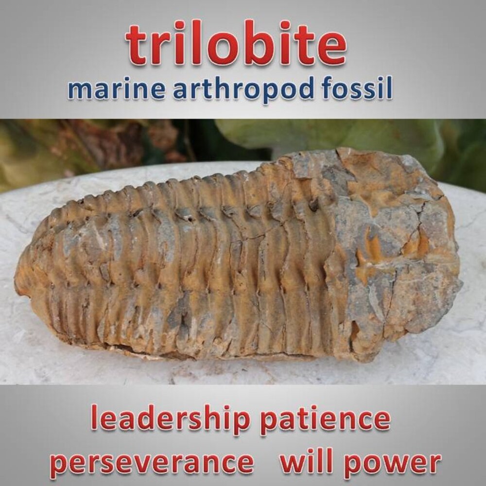 ❤️ LAST DAY!  Trilobite fossil 01 Patience Will Power